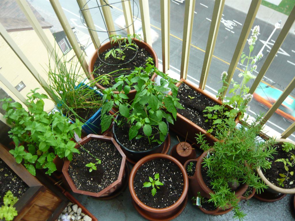 container gardening - veg_herb