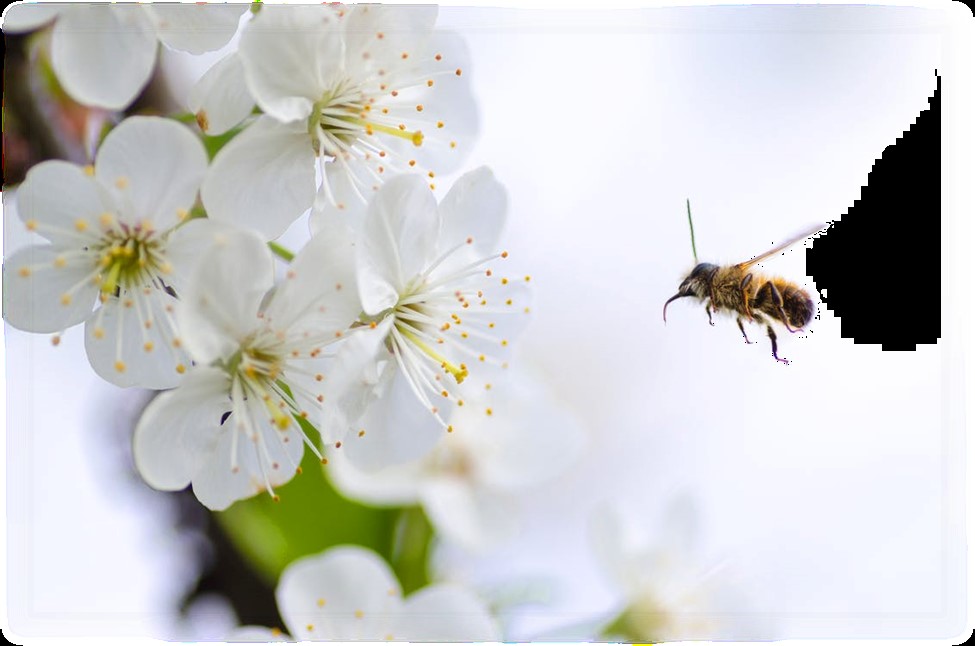 pollinators