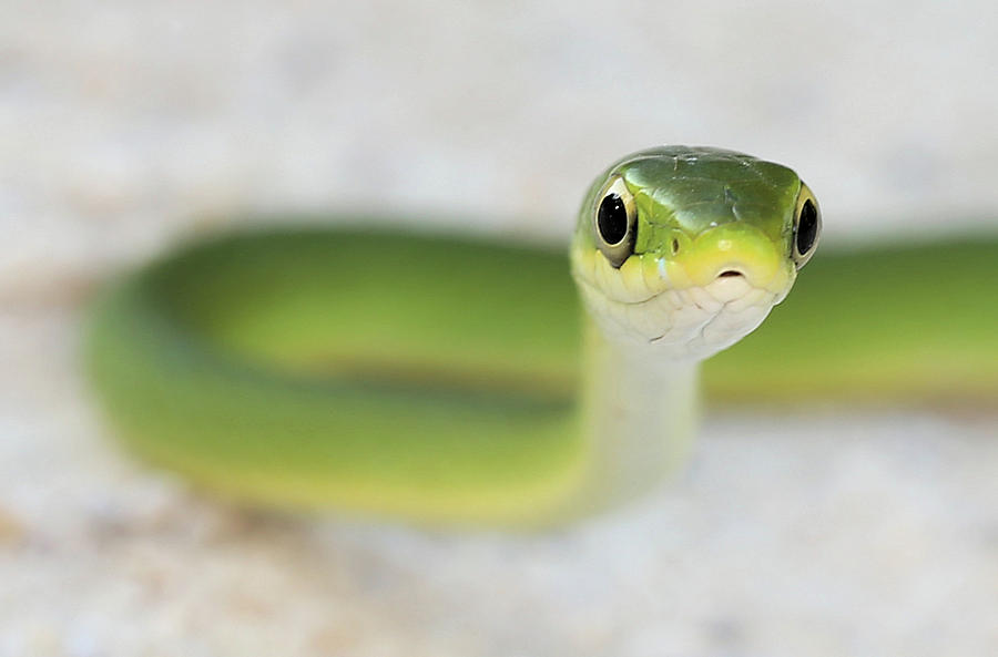 the-cute-green-snake-jc-findley