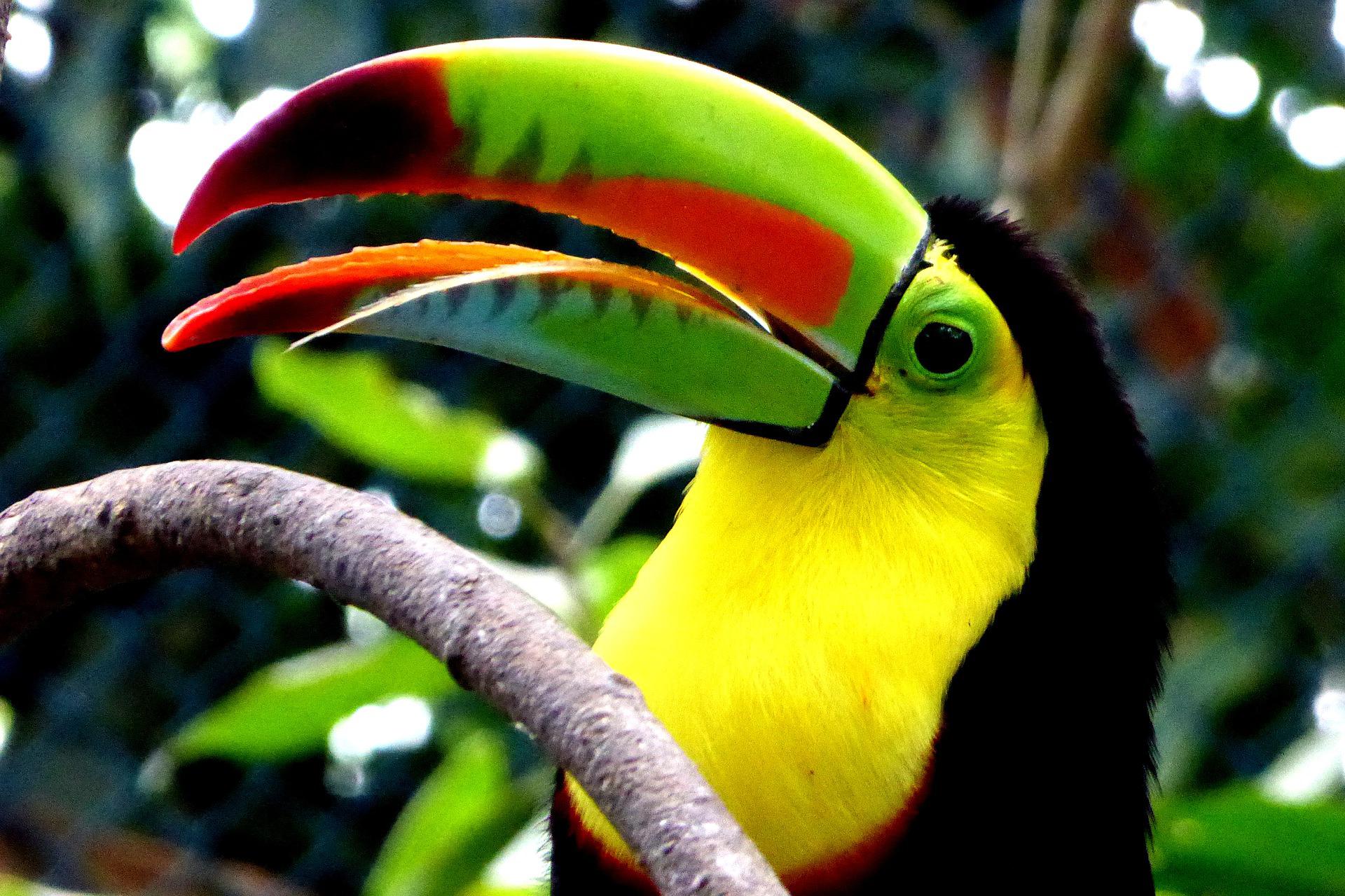 toucan-gd9152f064_1920