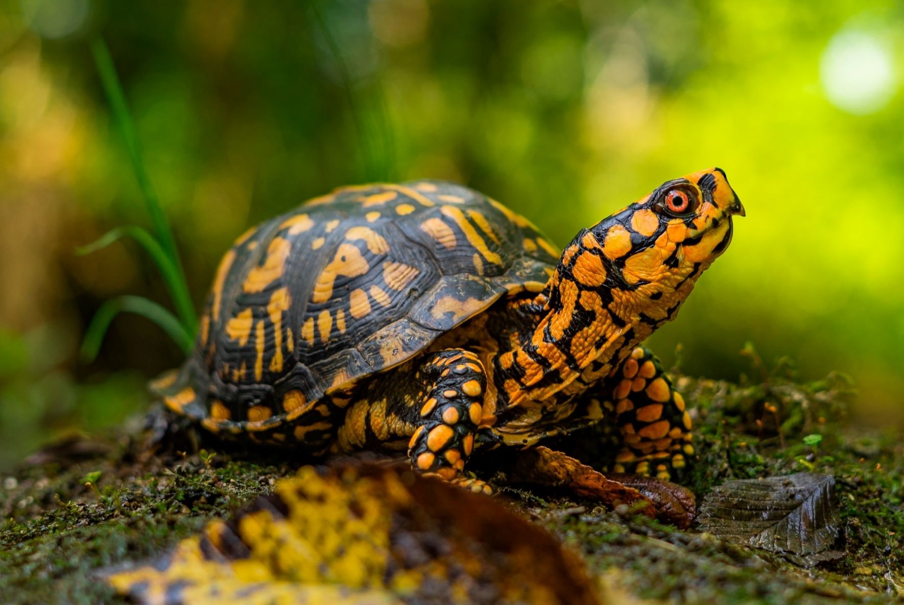 box turtle