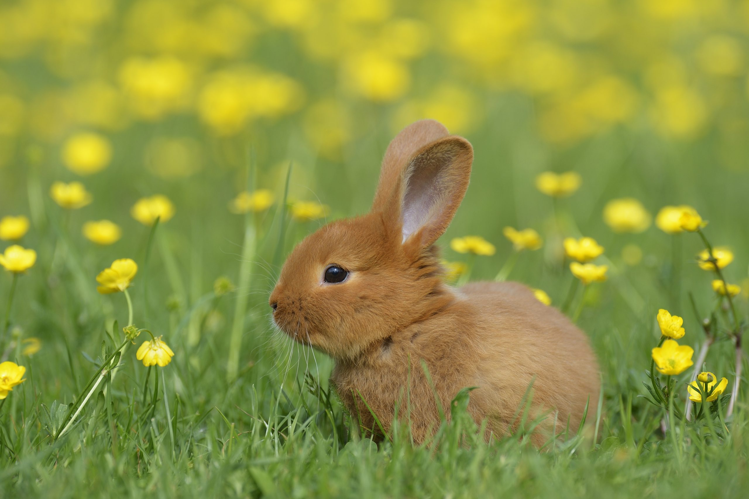 bun bun