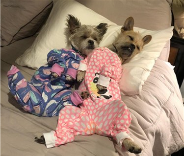 dogs in pjs