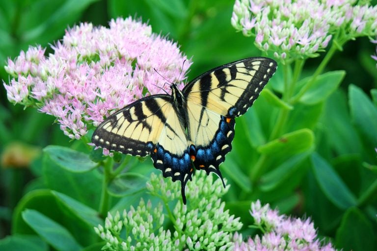 Eastern-tiger-swallowtail-sedum-scaled