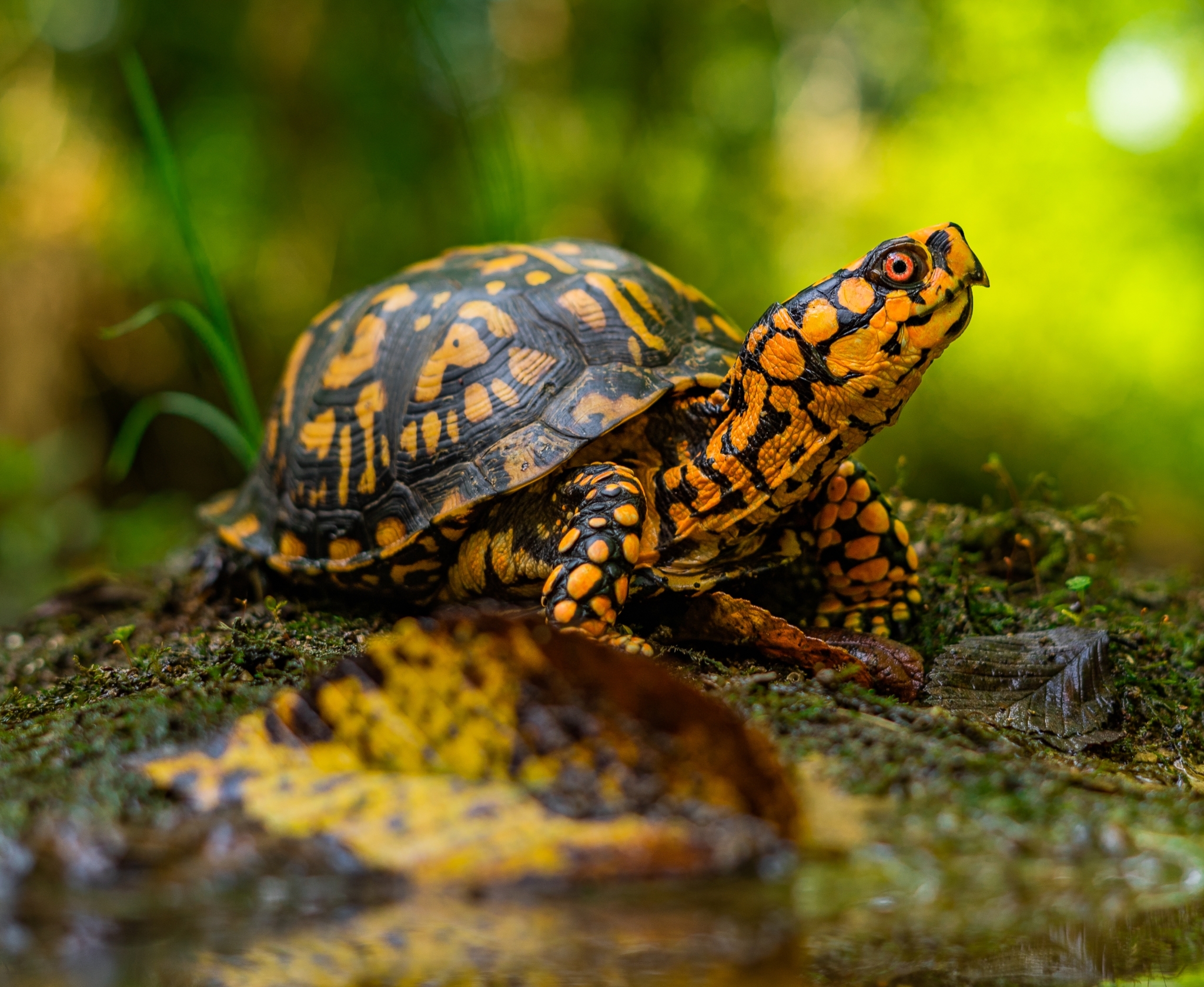 box turtle