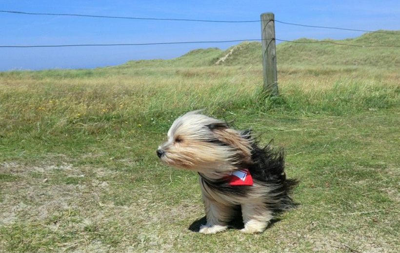 winddog