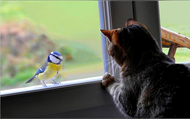 cat v bird