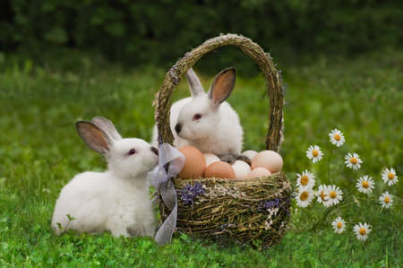 14622923-easter-hares-with-a-basket-of-eggs