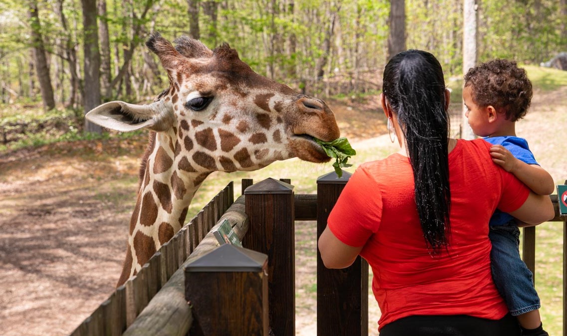 giraffe zoo 2