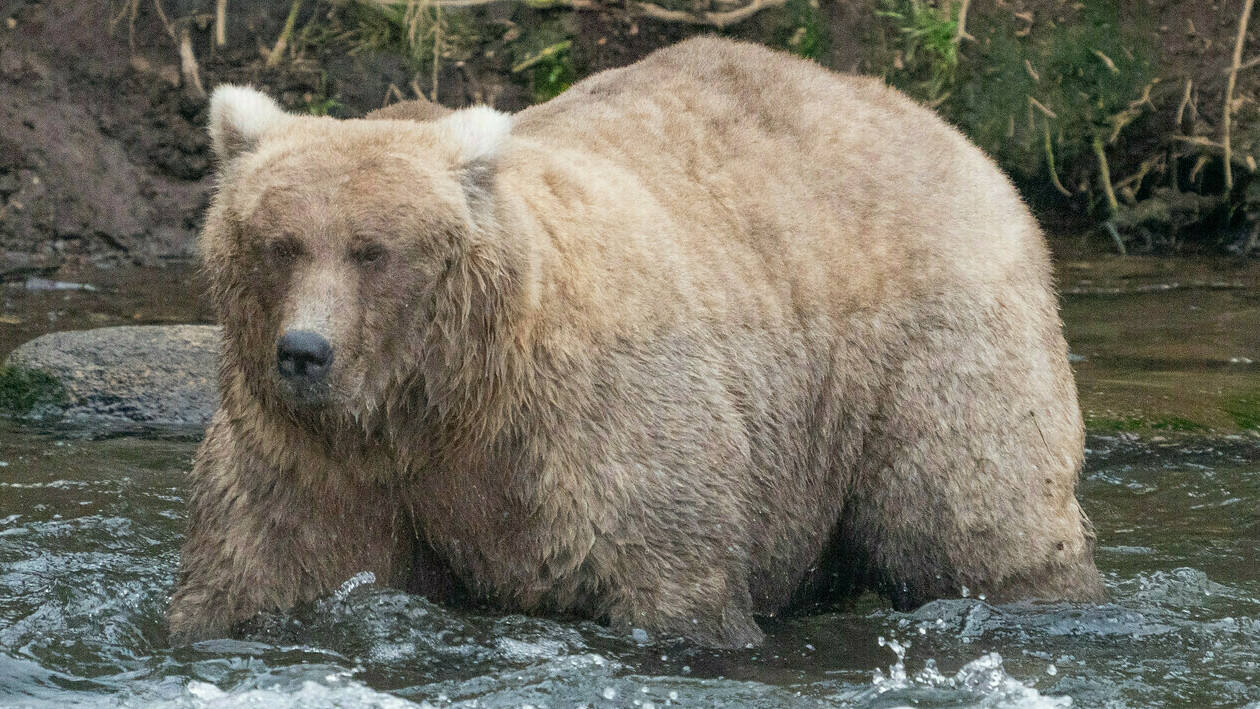 fat bear week